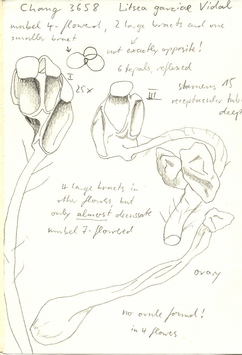 Vorschaubild Litsea garciae Vidal